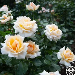 Heirloom Roses Apricots n' Cream™ Outlet