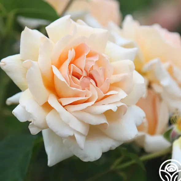 Heirloom Roses Apricots n' Cream™ Outlet