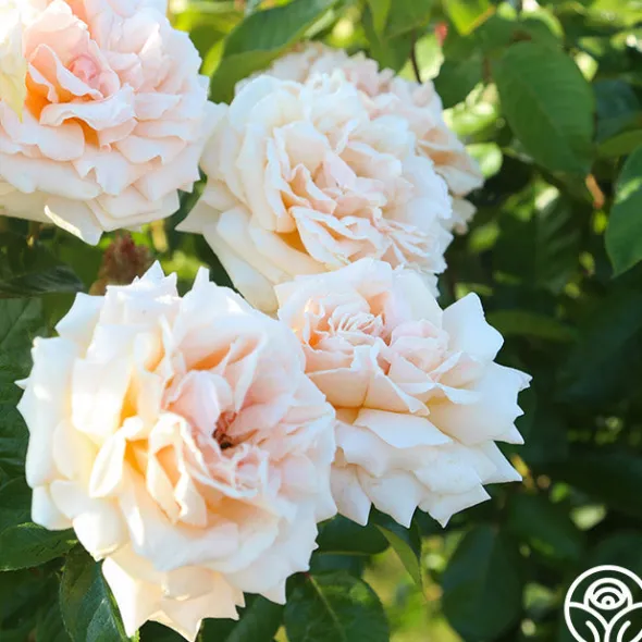 Heirloom Roses Apricots n' Cream™ Outlet