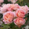 Heirloom Roses April Love™ Hot