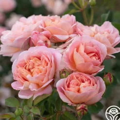 Heirloom Roses April Love™ Hot