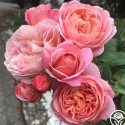 Heirloom Roses April Love™ Hot