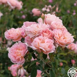 Heirloom Roses April Love™ Hot