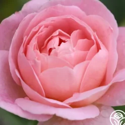 Heirloom Roses April Love™ Hot