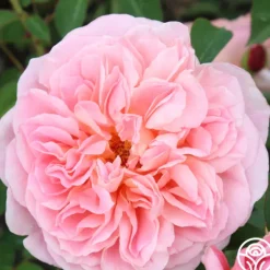 Heirloom Roses April Love™ Hot