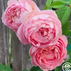 Heirloom Roses April Love™ Hot