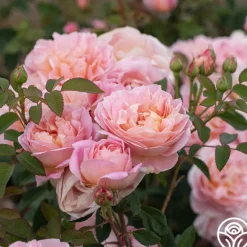 Heirloom Roses April Love™ Hot