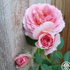 Heirloom Roses April Love™ Hot
