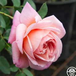 Heirloom Roses April Love™ Hot