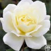 Heirloom Roses April Moon Discount