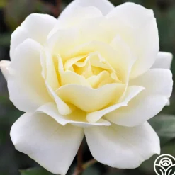 Heirloom Roses April Moon Discount