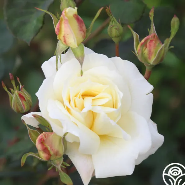 Heirloom Roses April Moon Discount
