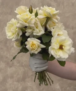 Heirloom Roses April Moon Discount