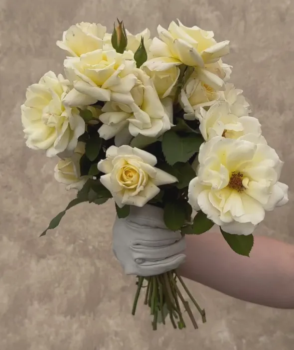 Heirloom Roses April Moon Discount