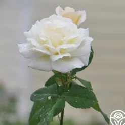 Heirloom Roses April Moon Discount