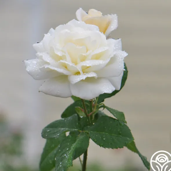 Heirloom Roses April Moon Discount