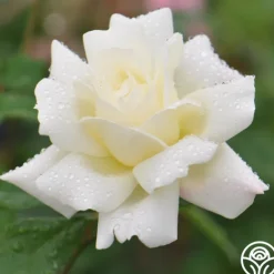Heirloom Roses April Moon Discount