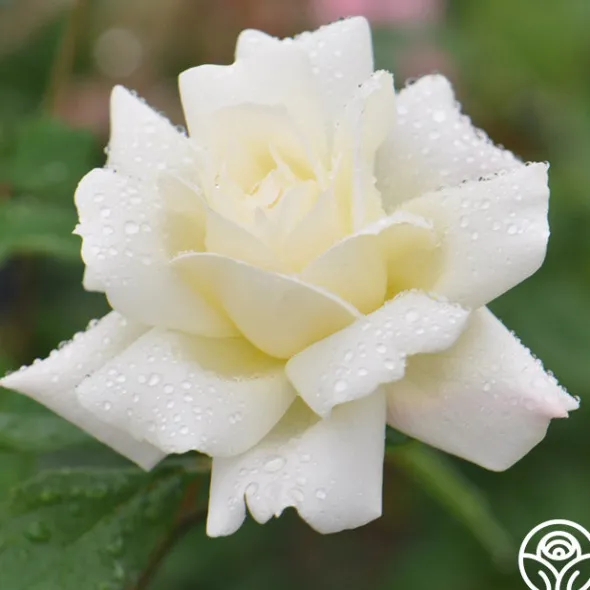 Heirloom Roses April Moon Discount