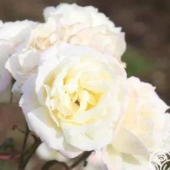 Heirloom Roses April Moon Discount