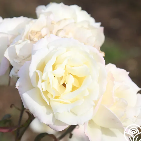 Heirloom Roses April Moon Discount