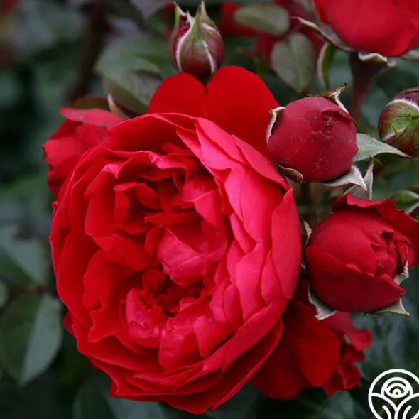 Heirloom Roses Arborose® Florentina Discount