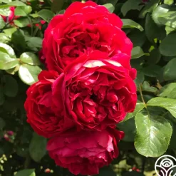 Heirloom Roses Arborose® Florentina Discount