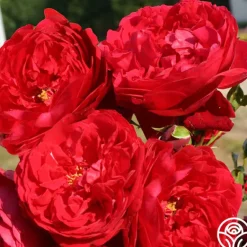 Heirloom Roses Arborose® Florentina Discount