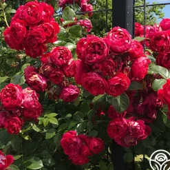 Heirloom Roses Arborose® Florentina Discount