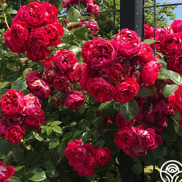 Heirloom Roses Arborose® Florentina Discount