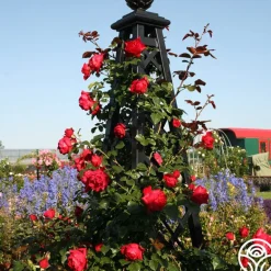 Heirloom Roses Arborose® Florentina Discount