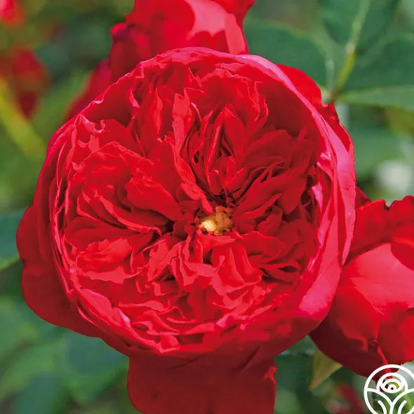 Heirloom Roses Arborose® Florentina Discount