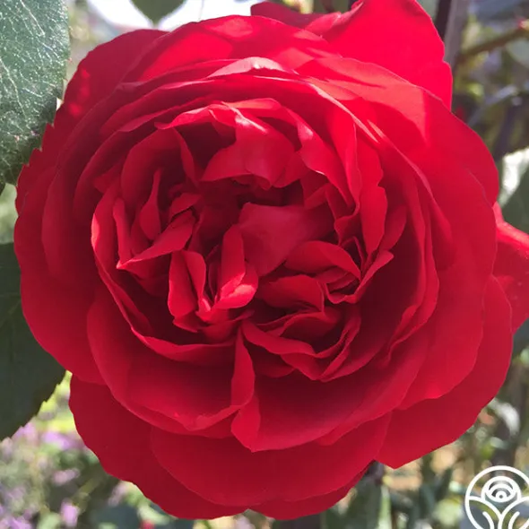 Heirloom Roses Arborose® Florentina Discount