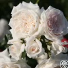 Heirloom Roses Arborose® Honeymoon Outlet