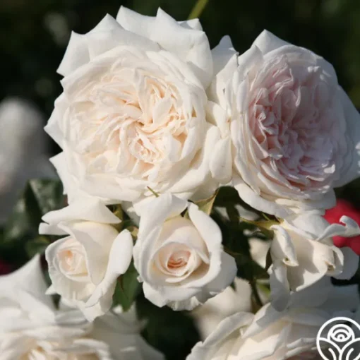 Heirloom Roses Arborose® Honeymoon Outlet