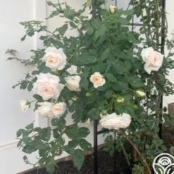Heirloom Roses Arborose® Honeymoon Outlet