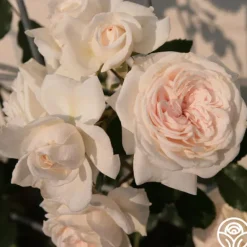 Heirloom Roses Arborose® Honeymoon Outlet
