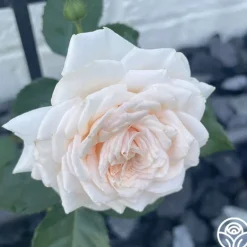 Heirloom Roses Arborose® Honeymoon Outlet