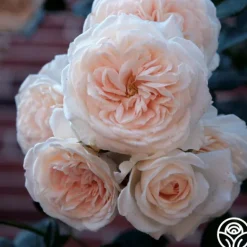Heirloom Roses Arborose® Honeymoon Outlet