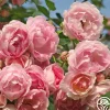 Heirloom Roses Arborose® Jasmina Online