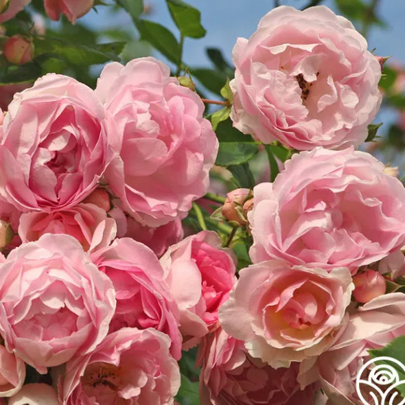 Heirloom Roses Arborose® Jasmina Online