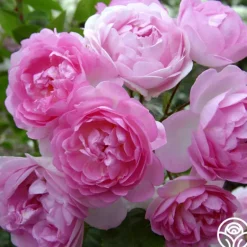 Heirloom Roses Arborose® Jasmina Online
