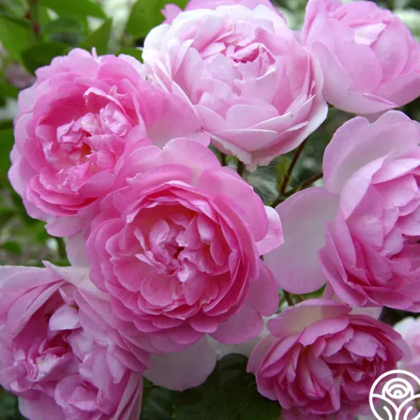 Heirloom Roses Arborose® Jasmina Online