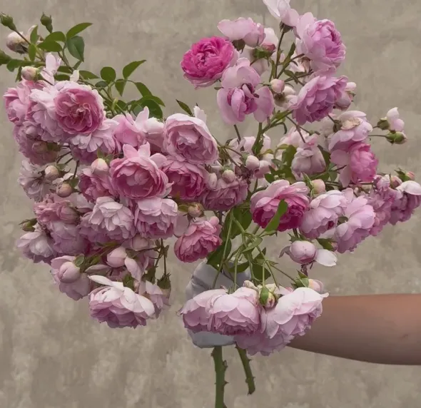 Heirloom Roses Arborose® Jasmina Online