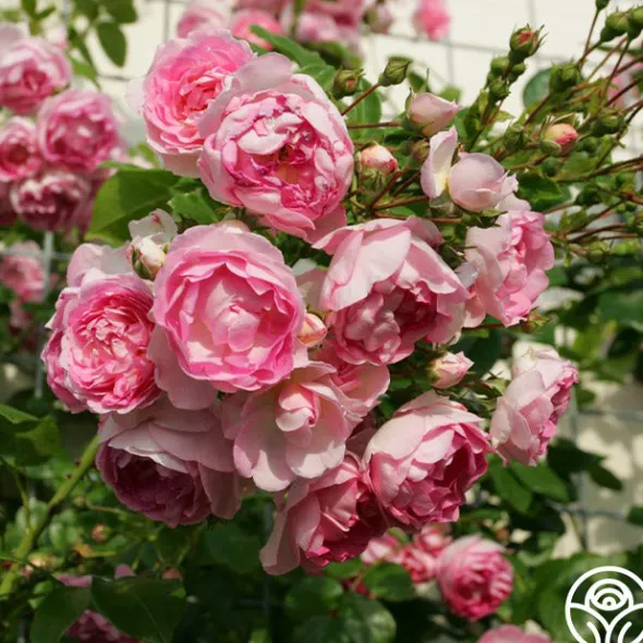 Heirloom Roses Arborose® Jasmina Online