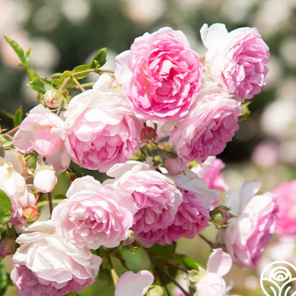 Heirloom Roses Arborose® Jasmina Online