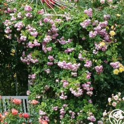 Heirloom Roses Arborose® Jasmina Online