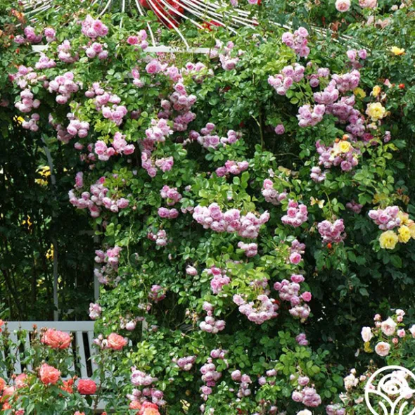 Heirloom Roses Arborose® Jasmina Online