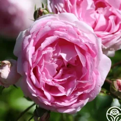 Heirloom Roses Arborose® Jasmina Online