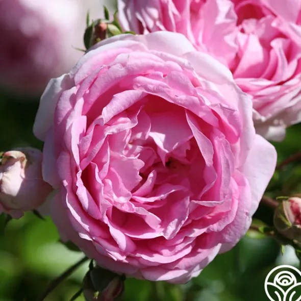Heirloom Roses Arborose® Jasmina Online
