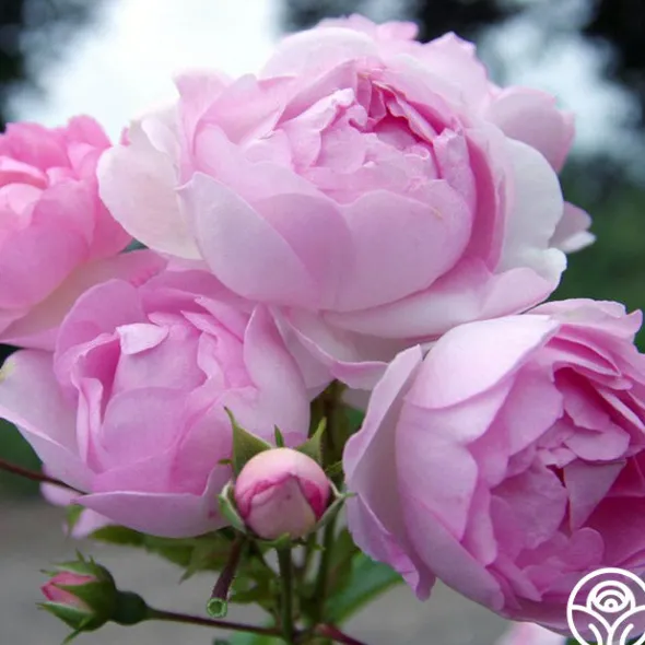 Heirloom Roses Arborose® Jasmina Online